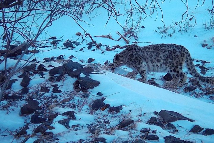 Пропавший снежный барс и детали ночной жизни - заповедник поделился уникальными снимками